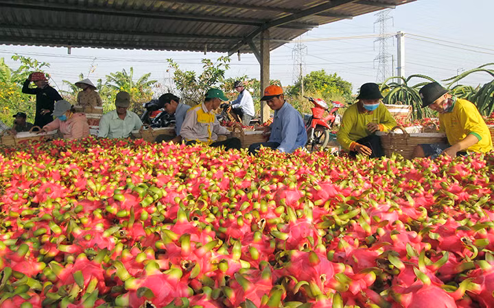 Nông dân xã Hòa Phú, huyện Châu Thành, tỉnh Long An thu hoạch thanh long. (Ảnh THANH PHONG)