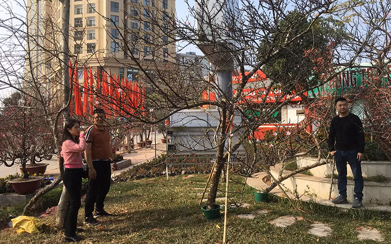 Đào được dán tem truy xuất nguồn gốc bày bán tại Hà Nội.