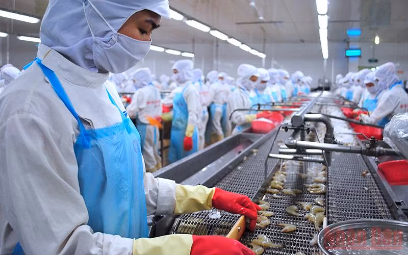 Nhiều lao động được hỗ trợ tiền thuê nhà ở Cà Mau là công nhân trong ngành thủy sản tại khu, cụm công nghiệp. 