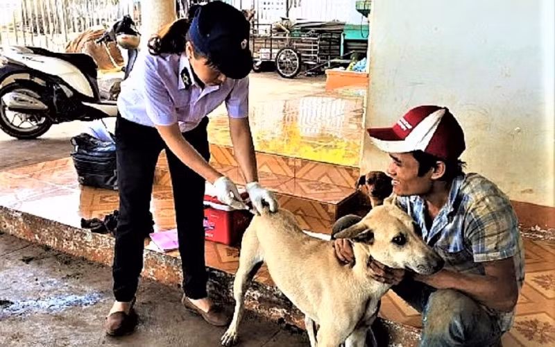 Nhằm ngăn chặn bệnh dại trên địa bàn tỉnh, ngành Thú y tỉnh Đắk Lắk triển khai tiêm phòng dại cho đàn chó nuôi trên địa bàn.
