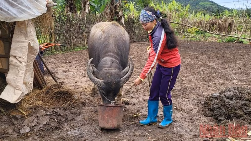 Người dân vùng cao Bình Liêu tăng cường phòng, chống rét cho vật nuôi ảnh 5 Quảng Ninh: Người dân vùng cao Bình Liêu tăng cường phòng chống rét cho vật nuôi -5
