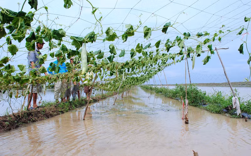 Rau màu của người dân trên địa bàn xã Khánh Bình Tây (huyện Trần Văn Thời) bị héo lá vì ngập úng. 