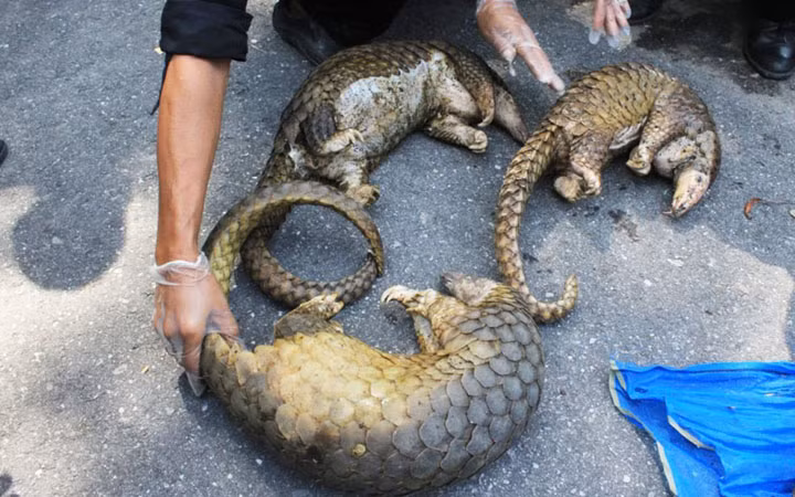 Tê tê là một trong những loài động vật hoang dã bị buôn bán nhiều nhất thế giới cũng như ở Việt Nam.