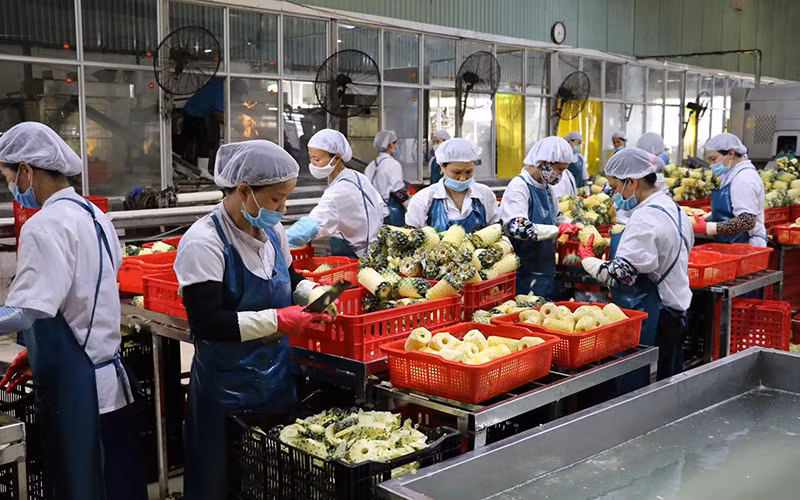 Công ty cổ phần thực phẩm xuất khẩu Đồng Giao (Doveco) tỉnh Ninh Bình xây dựng thành công nhiều chuỗi liên kết sản xuất - chế biến - tiêu thụ nông sản. Ảnh: ĐỨC PHƯƠNG (TTXVN)