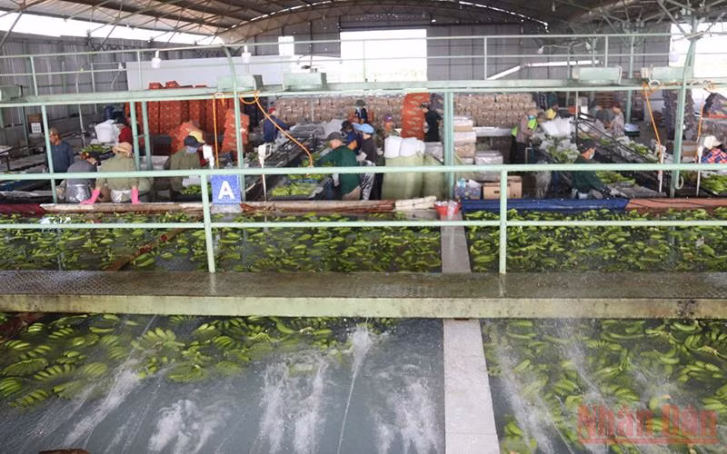 Một phân xưởng xử lý, đóng gói chuối để xuất xưởng tại Lào. (Ảnh: Xuân Sơn)