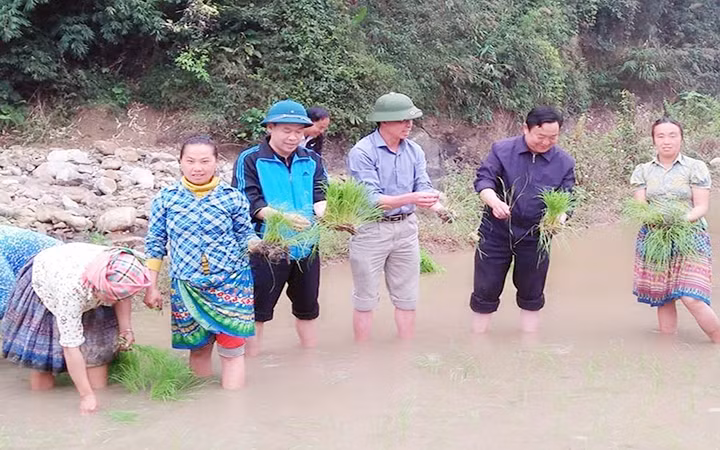 Lãnh đạo Huyện ủy Trạm Tấu (Yên Bái) cùng đồng bào xã Pá Lau xuống đồng gieo cấy lúa. Ảnh TTXVN
