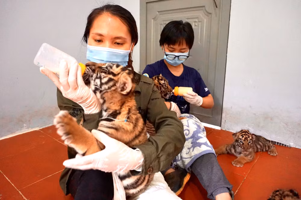 Xử lý nghiêm hành vi nuôi, nhốt hổ trái phép -0