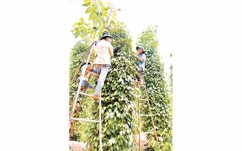 Thu hoạch hồ tiêu ở một trang trại thuộc Hợp tác xã Hoàng Nguyên (xã Thuận Hà, huyện Đắk Song). 