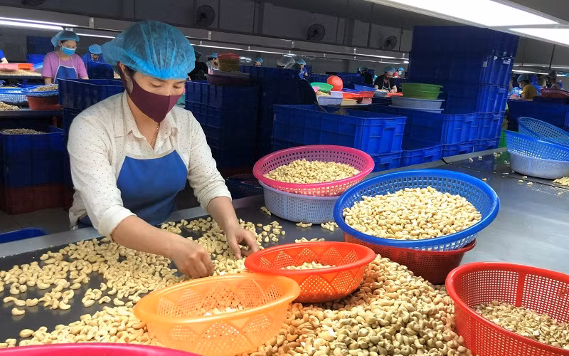 Công nhân sơ chế nhân điều tại một doanh nghiệp chế biến hạt điều ở tỉnh Bình Phước.