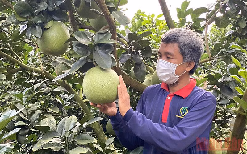 Trái bưởi da xanh nhiều cơ hội vào thị trường Mỹ.