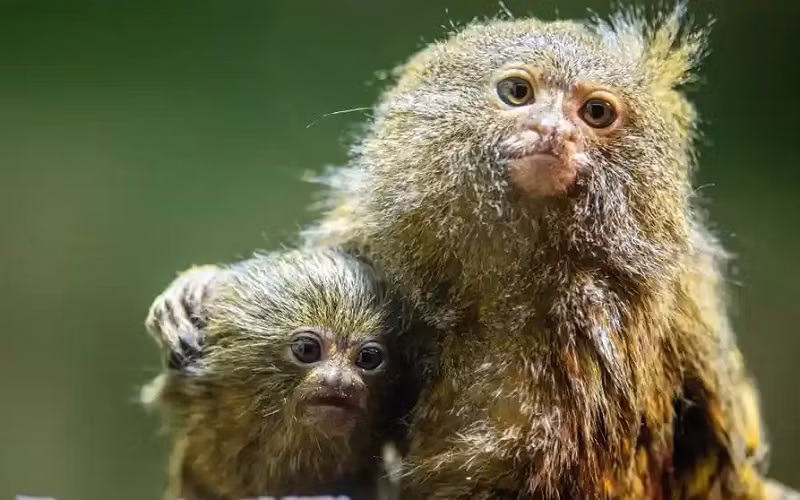 Khỉ lùn pygmy marmoset, loài khỉ nhỏ nhất thế giới, là một trong những loài nguy cấp đang bị buôn bán trái phép trên Facebook. (Ảnh: EPA)