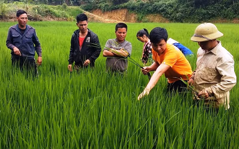Cán bộ khuyến nông tỉnh Điện Biên hướng dẫn nông dân cách phát hiện sâu bệnh.