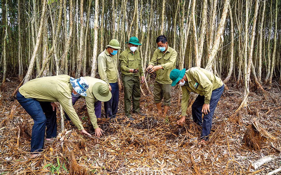 Công ty TNHH MTV Lâm nghiệp U Minh Hạ kiểm tra mức độ khô hạn trên lâm phần rừng tràm U Minh Hạ. (Ảnh: Báo Cà Mau)