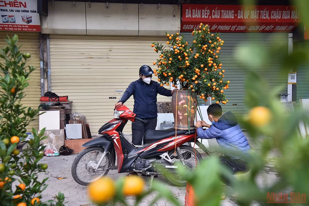 Hà Nội sôi động thị trường đào, quất ngày 28 Tết -0