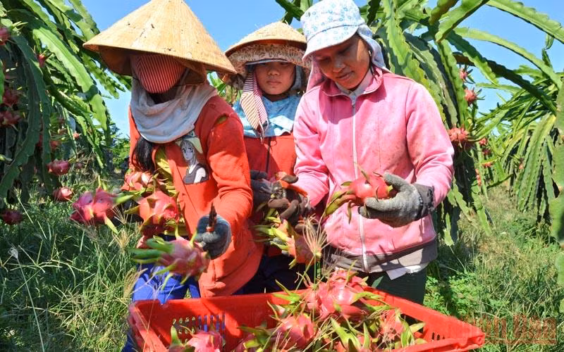 Thu hoạch thanh long tại Hợp tác xã dịch vụ thanh long hữu cơ Phú Hội, xã Hàm Hiệp, huyện Hàm Thuận Bắc (Bình Thuận). (Ảnh: Đình Châu)