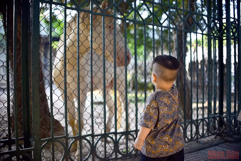 Bé vui khám phá thiên nhiên tại công viên Thủ Lệ sau giãn cách -0