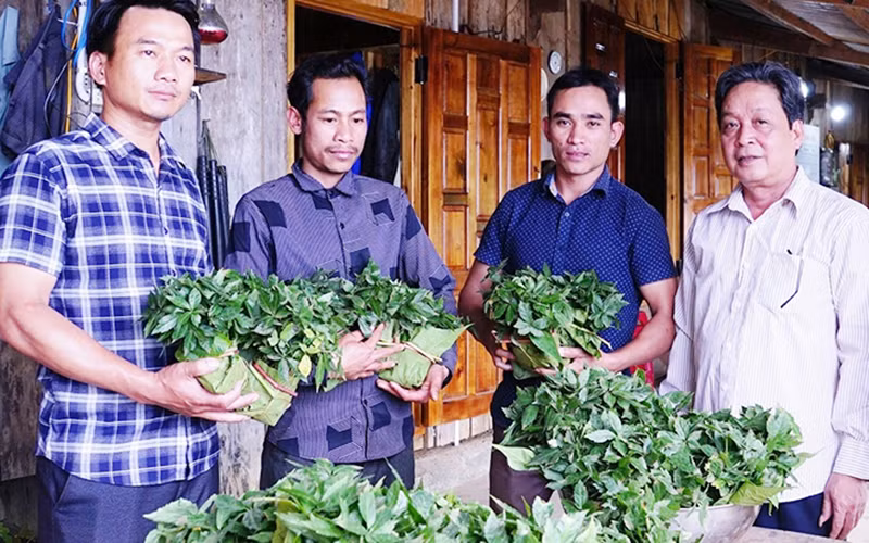 Hỗ trợ cây sâm Ngọc Linh giống cho người dân huyện Nam Trà My.