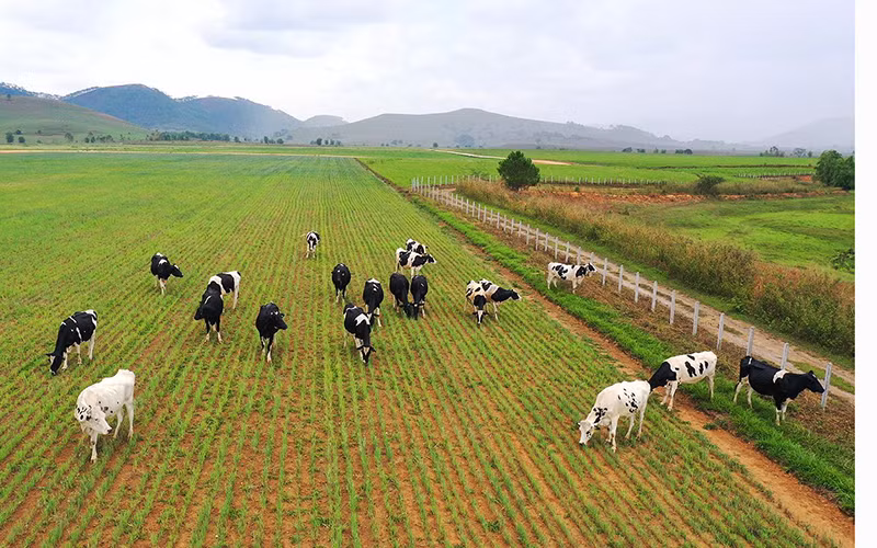 Dự án trang trại Lao-Jagro dự kiến đón đàn bò sữa đầu tiên vào tháng 7.