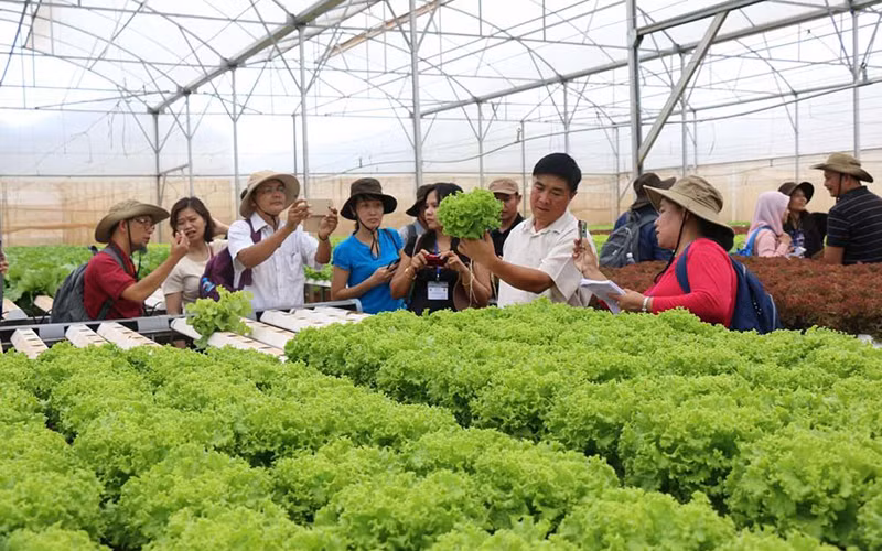 Mô hình trồng rau sạch, an toàn ở Ninh Bình.