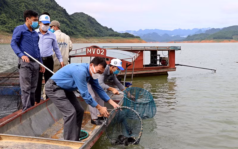 Chi cục thuỷ sản Hoà Bình và các tổ chức cá nhân đang thả cá tại lòng hồ Hoà Bình. 