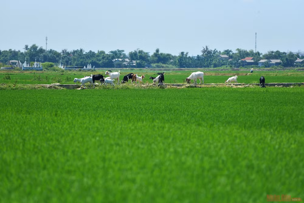 Làng nghề hoa giấy Thanh Tiên -0