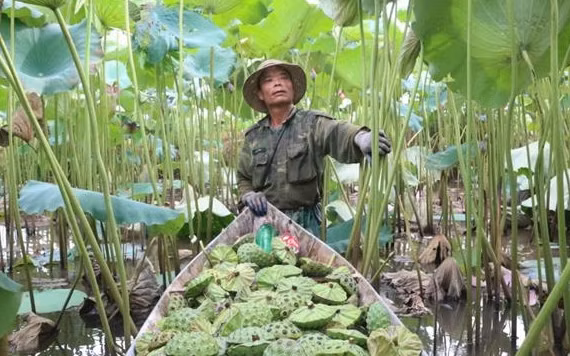 Người dân xã Chuyên Ngoại, thị xã Duy Tiên thu hoạch sen.