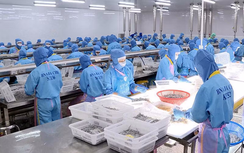 Tôm là một trong những mặt hàng xuất khẩu chủ lực của ngành thủy sản Việt Nam vào thị trường châu Âu. (Ảnh TUẤN TRẦN)