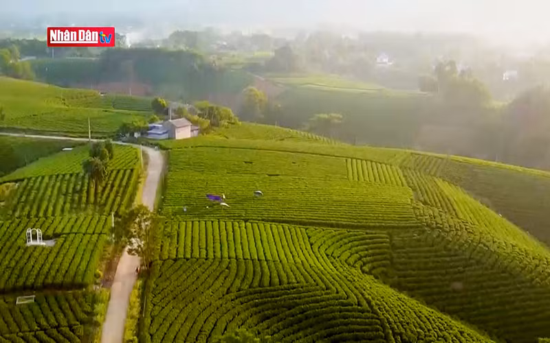 Trải nghiệm du lịch sinh thái tại xứ chè Tân Cương