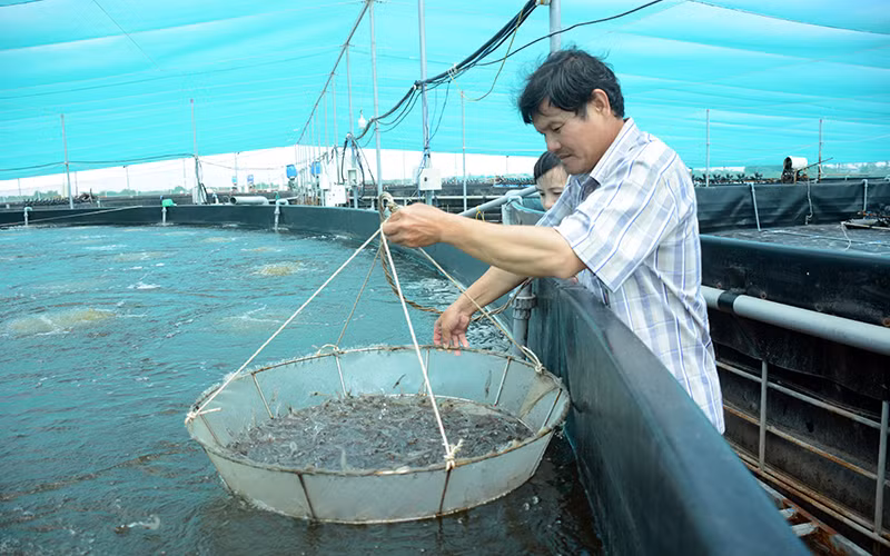 Anh Phạm Văn Giai kiểm tra quá trình phát triển của tôm được nuôi trong bể bạt ứng dụng công nghệ cao ở xã Dương Hòa. 