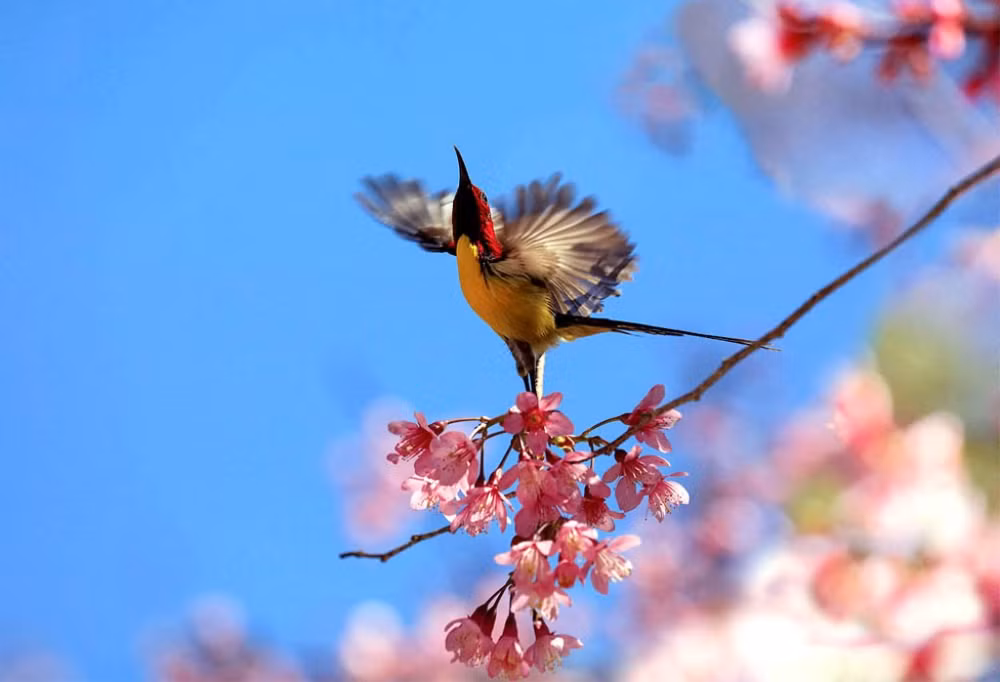 “Săn” vũ điệu xuân