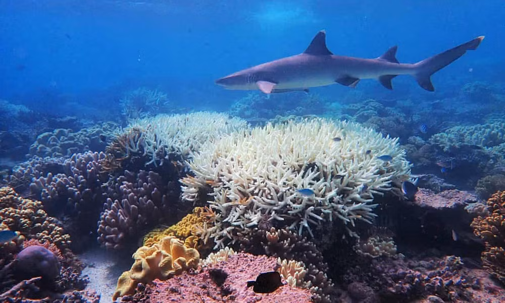 Ở rạn san hô Great Barrier, san hô đã bị tẩy trắng trên diện rộng nhất được ghi nhận. Ảnh: Đại học James Cook / Getty Images.