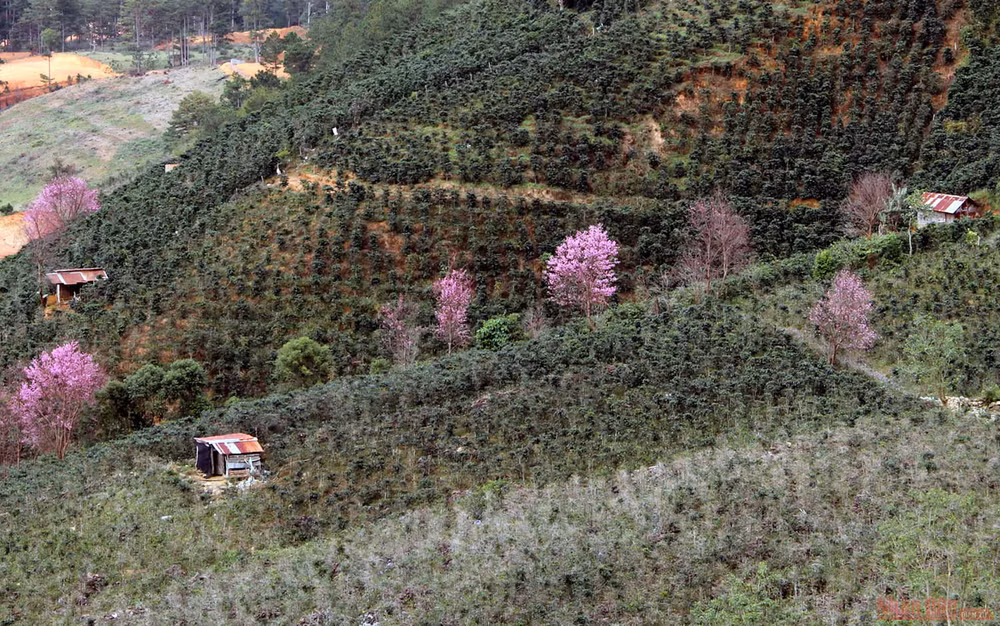 Sắc hồng giữa cao nguyên Lang Biang -0