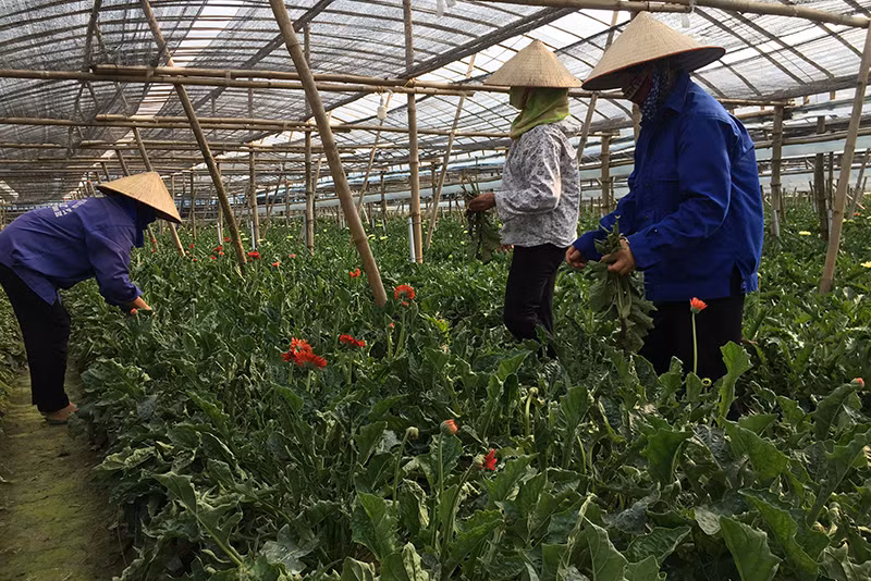 Người dân chăm sóc hoa ứng dụng những phương pháp canh tác mới ở Đan Phượng.