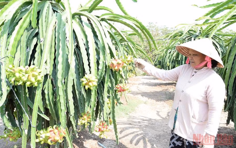 Bà con nông dân tỉnh Tiền Giang chăm sóc cây thanh long. 