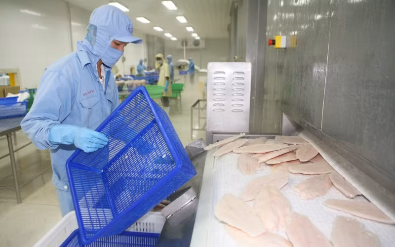 Chế biến thủy sản xuất khẩu tại Công ty cổ phần Xuất nhập khẩu thủy sản Cần Thơ (Cần Thơ) - (Ảnh: Quốc Tuấn)