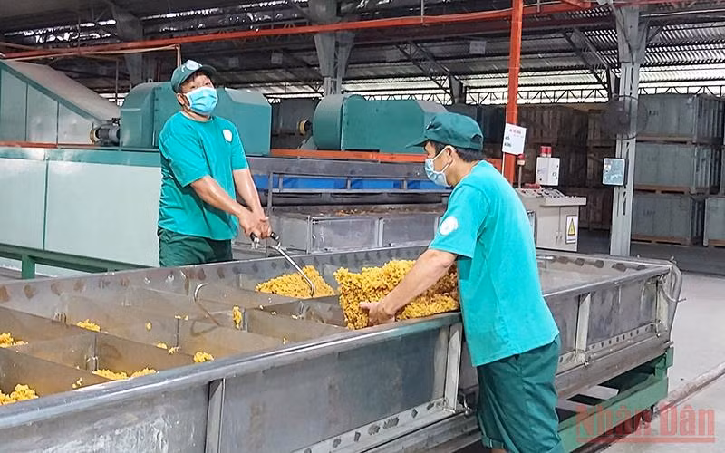 Sản xuất cao su xuất khẩu tại Công ty TNHH MTV cao su Dầu Tiếng.