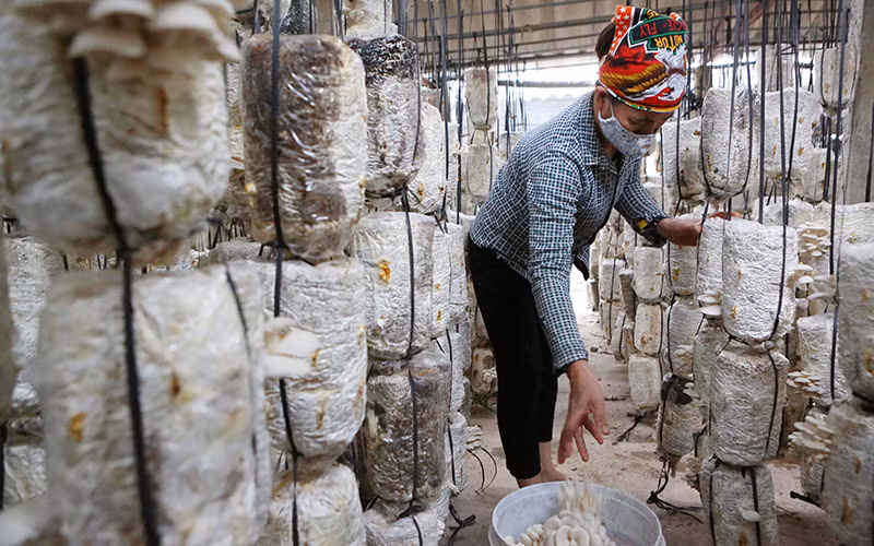 Nông dân thu hoạch nấm trồng. Ảnh: THÀNH ĐẠT
