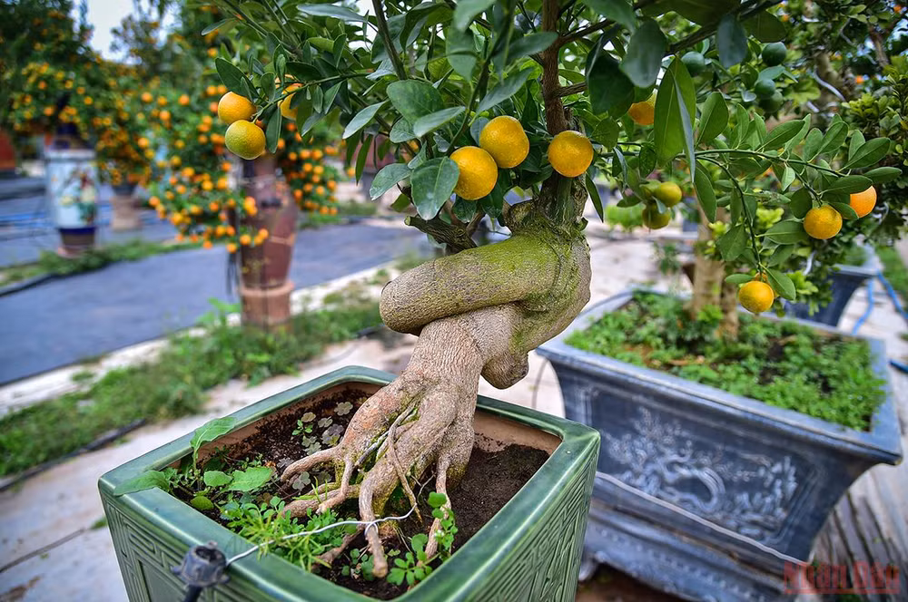 Độc đáo những mẫu quất cảnh “trình làng” trong dịp Tết Nhâm Dần 2022 -0