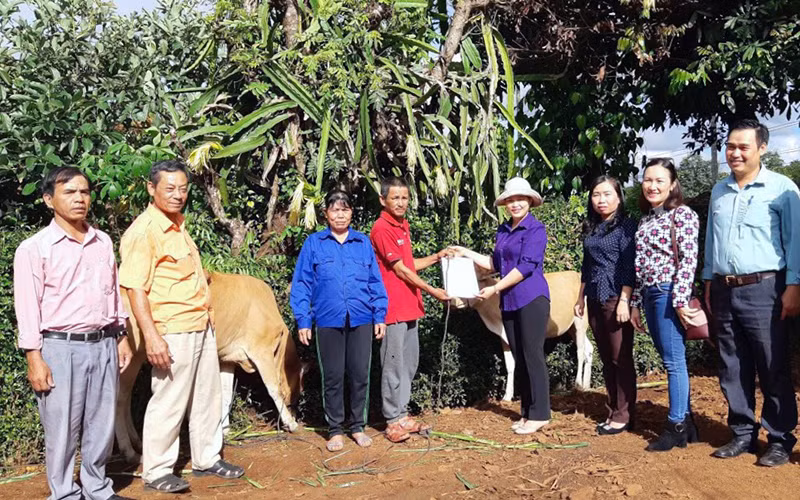 Chị Thanh Tuyền trao bò tặng hộ nghèo ở phường Chi Lăng, TP Pleiku (Gia Lai). 