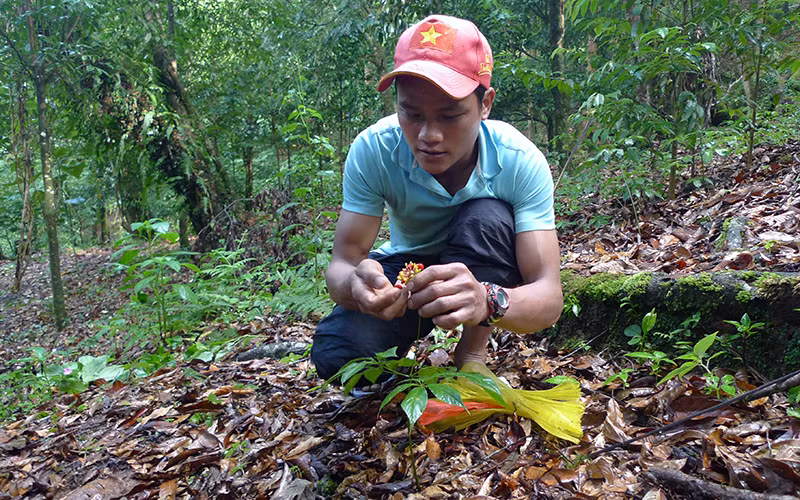 Trồng sâm Ngọc Linh tại xã Trà Linh, huyện Nam Trà My (Quảng Nam). 