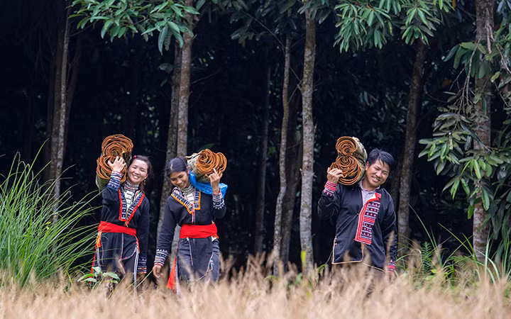 Phát triển hệ thống thị trường quế chất lượng cao giúp nâng cao địa vị kinh tế - xã hội cho phụ nữ Lào Cai (Ảnh: Dự án “Gia vị cho sự bình đẳng”).
