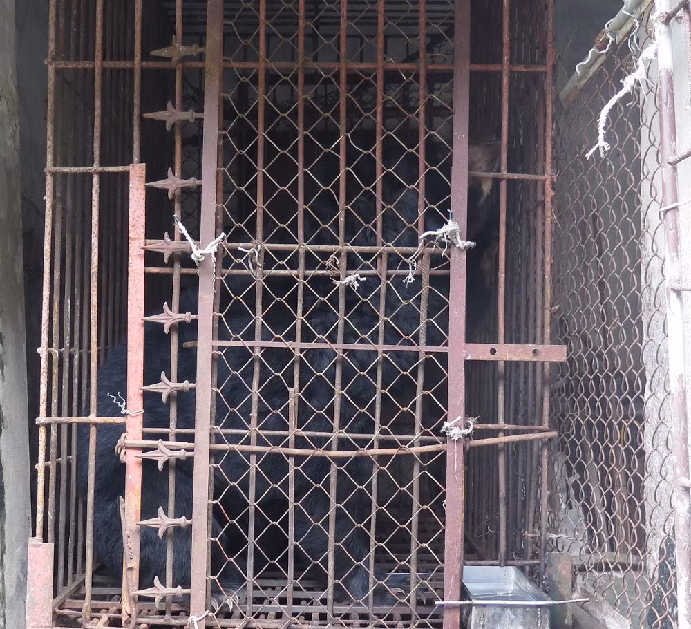 Chuyển giao cá thể gấu nuôi nhốt hơn 15 năm ở Hải Dương -0