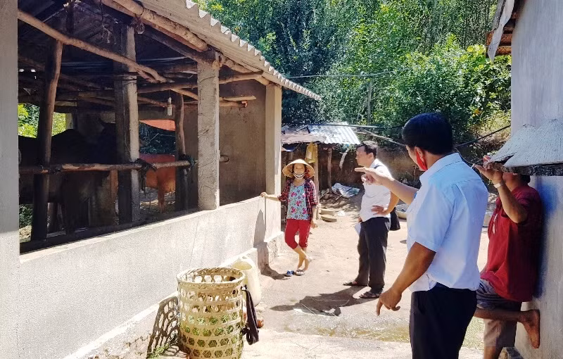 Cán bộ Thú y Phú Yên xuống tận thôn, buôn kiểm tra, hướng dẫn bà con điều trị cho bò bệnh và phòng, chống dịch.