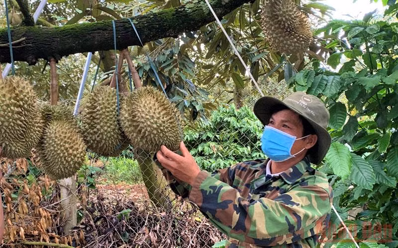 Nông dân huyện Krông Pắc kiểm tra vườn sầu riêng trước khi thu hoạch.