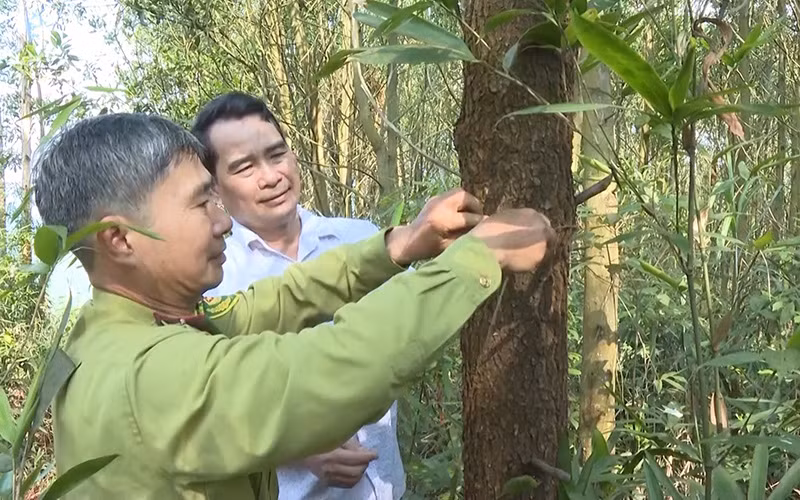  Rừng FSC của người dân xã Cao Kỳ (Chợ Mới) đã đến tuổi khai thác nhưng không có đơn vị thu mua như cam kết. (Ảnh chụp trước khi dịch Covid-19 bùng phát)