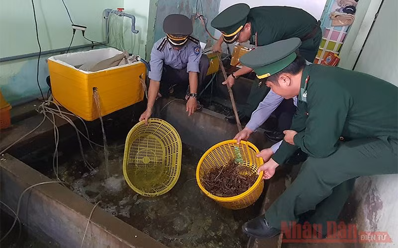 Quảng Bình “giải cứu” tôm hùm non thả trở lại biển -0