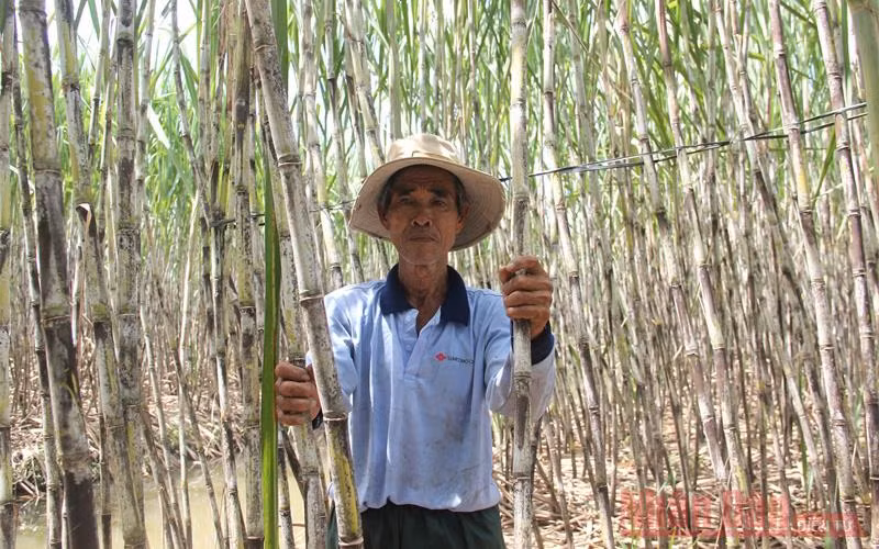 Hướng tới phát triển bền vững mía đường Việt Nam