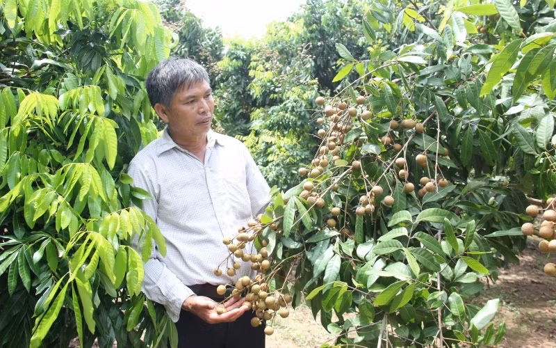 Hộ gia đình ông Trần Văn Mí, xã Tân Hưng, thành phố Hưng Yên, tỉnh Hưng Yên được mùa nhãn.