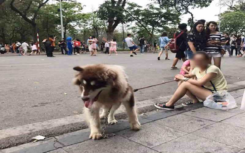 Việc ban hành Quy chế sẽ ngăn chặn hành vi đem súc vật vào phố đi bộ, gây nguy hiểm cho cộng đồng.