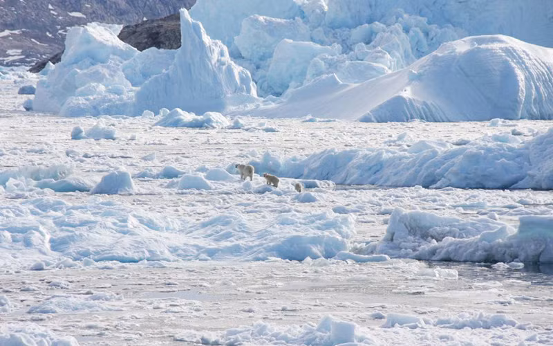 Phát hiện mới: Quần thể gấu Bắc cực bị cô lập ở Greenland thích nghi với biến đổi khí hậu -0
